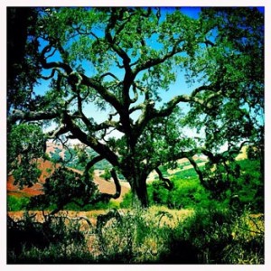 oak tree